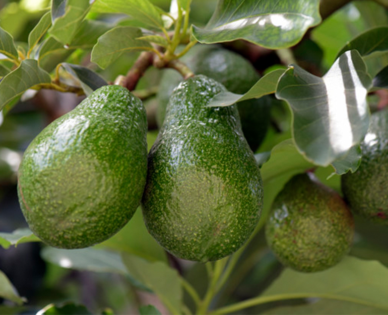 avocado2